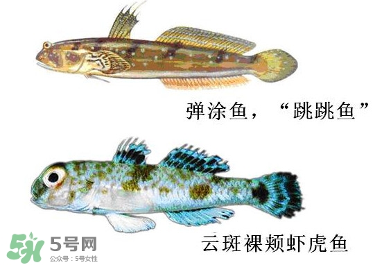 彈涂魚多少錢一斤？彈涂魚有毒嗎