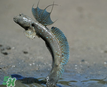 彈涂魚是兩棲動物嗎？彈涂魚營養(yǎng)價值有哪些