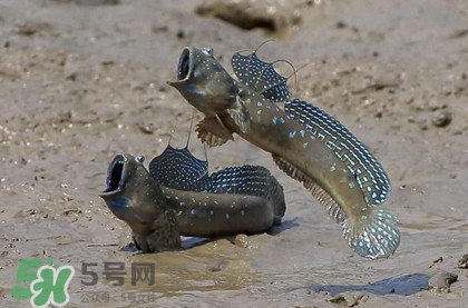跳跳魚是什么魚？跳跳魚是不是泥鰍