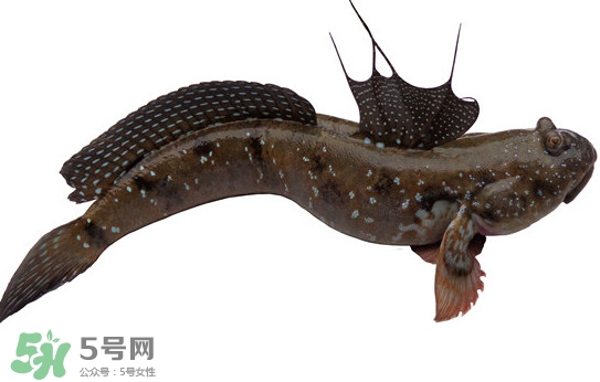 跳跳魚多少錢一斤？跳跳魚是淡水魚嗎？