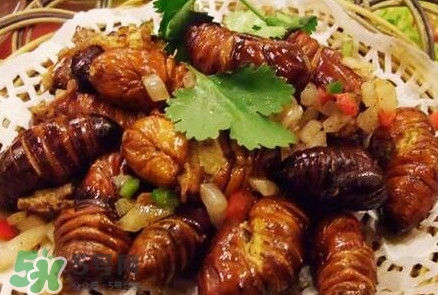 蟬蛹多少錢一斤？野生蟬蛹多少錢一斤