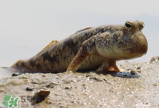 跳跳魚是什么魚？跳跳魚是不是泥鰍
