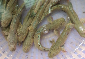 彈涂魚多少錢一斤？彈涂魚有毒嗎