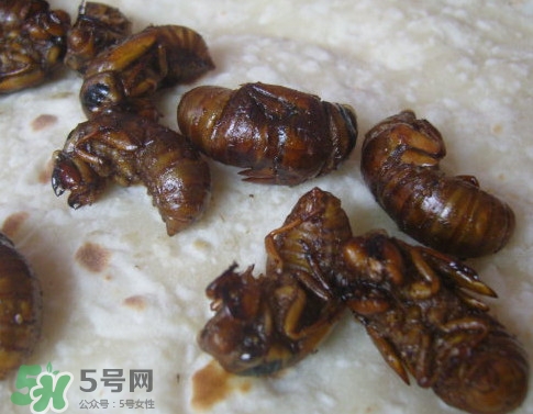 蟬蛹可以保存多長時(shí)間？蟬蛹冰凍起來能保存多久