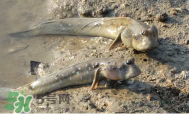 彈涂魚是兩棲動物嗎？彈涂魚營養(yǎng)價值有哪些