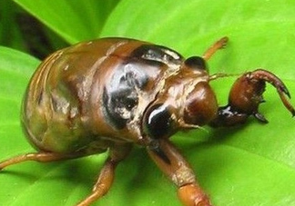 幼蟬猴多少錢一斤？幼蟬猴幾月份有