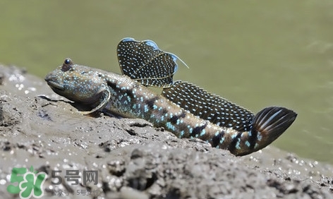彈涂魚怎么吃？彈涂魚怎么燒好吃