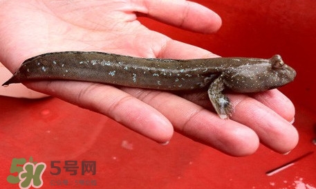 彈涂魚怎么吃？彈涂魚怎么燒好吃