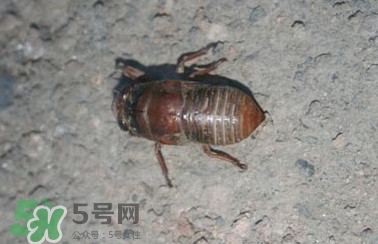 幼蟬猴怎么做好吃？幼蟬猴有什么營養(yǎng)價(jià)值