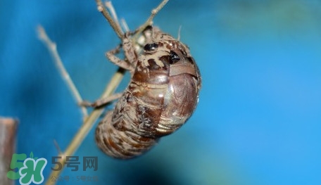 幼蟬猴怎么保存？幼蟬猴怎么清洗