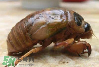 幼蟬猴怎么保存？幼蟬猴怎么清洗