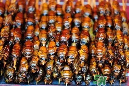 吃知了猴有什么好處？吃知了猴的好處與壞處