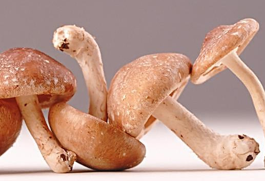 干香菇為什么比鮮香菇味道好？香菇為什么要曬干了再泡來吃