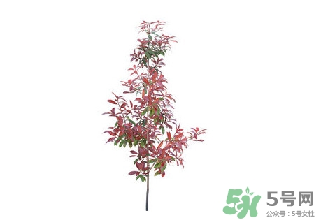 紫葉李什么時候開花？紫葉李什么時候成熟