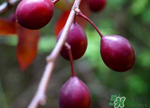 紫葉李果實(shí)有毒嗎？紫葉李果實(shí)能吃嗎