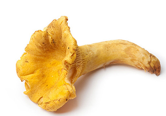 雞油菌多少錢一斤？雞油菌和雞樅菌有什么區(qū)別