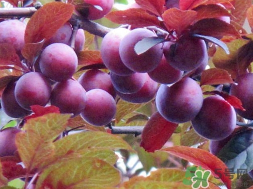 紫葉李果實(shí)有毒嗎？紫葉李果實(shí)能吃嗎