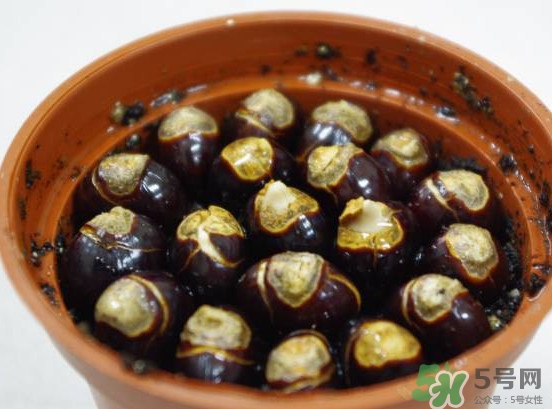 龍眼核能種嗎？龍眼核怎么種盆栽