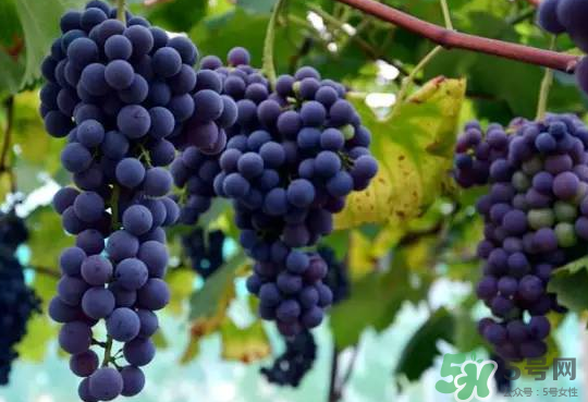 夏黑葡萄為什么掉色？夏黑葡萄怎么會染色？