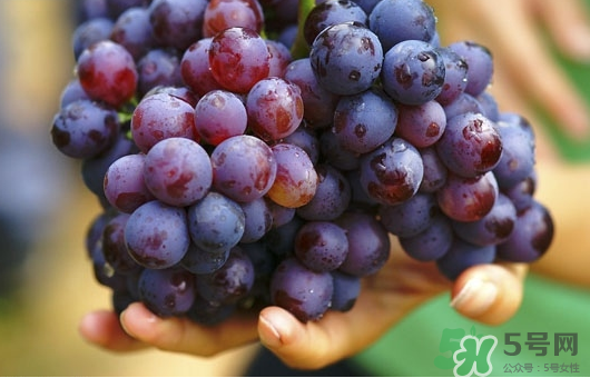 夏黑葡萄可以釀酒嗎？夏黑葡萄怎么自釀酒？