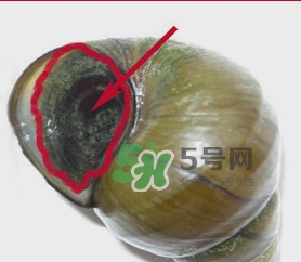 田螺里面都可以吃嗎？田螺不能和什么同食