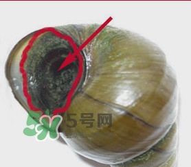 吃田螺有什么好處？田螺哪些部位不能吃