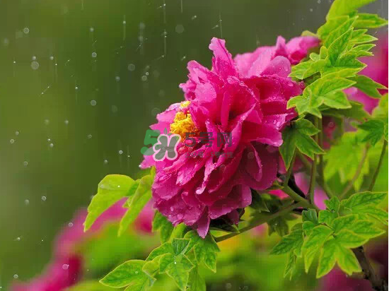 2017大暑會不會下雨？2017大暑下雨好嗎？