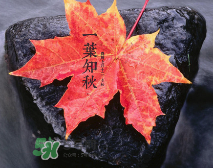 立秋后就是秋天了嗎？立秋后就涼快了嗎？