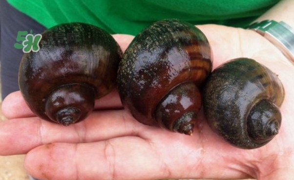 福壽螺是什么樣的？福壽螺和田螺的區(qū)別