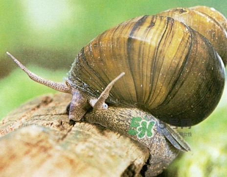 福壽螺是什么樣的？福壽螺和田螺的區(qū)別