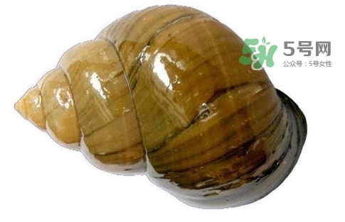 福壽螺是什么樣的？福壽螺和田螺的區(qū)別