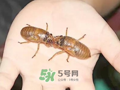 爬叉什么時候出來？爬叉怎么保存