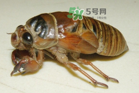 金蟬有什么營養(yǎng)價(jià)值？吃金蟬有什么好處？