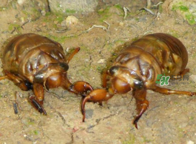 金蟬有什么營養(yǎng)價(jià)值？吃金蟬有什么好處？