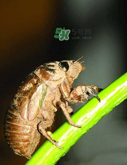 金蟬有寄生蟲嗎？金蟬有毒嗎？