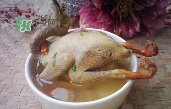三伏天能吃鴿子嗎？三伏天能喝鴿子湯嗎？