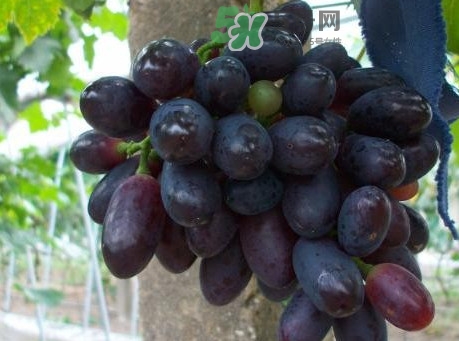 黑提吃多了會(huì)有害嗎？黑提葡萄都有什么作用