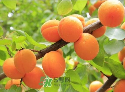 黃桃為什么用鹽水泡？黃桃為什么要用鹽水泡？