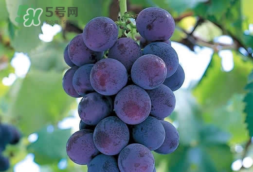 巨峰葡萄是酸性還是堿性？巨峰葡萄是堿性的嗎？
