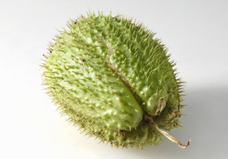 刺果番荔枝多少錢(qián)一斤？刺果番荔枝哪里有賣(mài)？