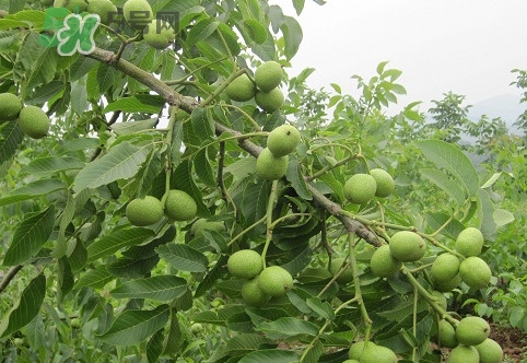 青皮核桃營(yíng)養(yǎng)價(jià)值高嗎？青皮核桃怎么挑選