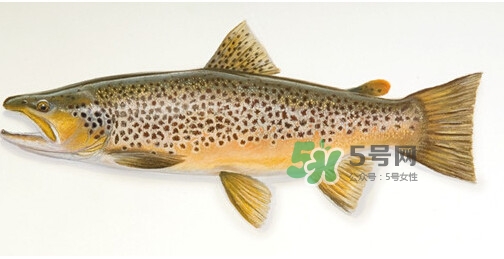 鱒魚(yú)可以生吃嗎？鱒魚(yú)是海魚(yú)還是淡水魚(yú)