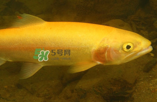 金鱒魚清蒸為什么變黑？食用金鱒魚有什么好處