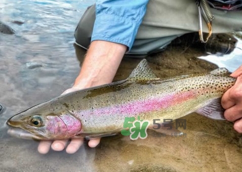 鱒魚(yú)可以生吃嗎？鱒魚(yú)是海魚(yú)還是淡水魚(yú)