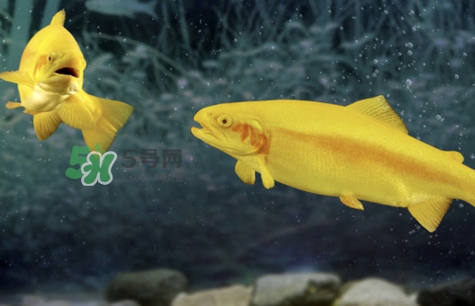 金鱒魚好吃嗎？金鱒魚怎樣做好吃