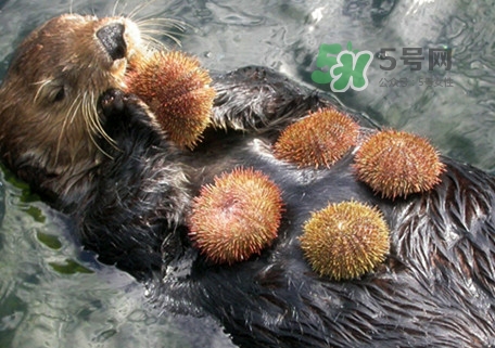 海膽是什么東西？海膽是動(dòng)物還是植物？