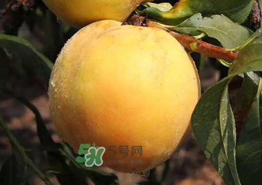 錦繡黃桃多少錢一斤？錦繡黃桃好吃嗎？