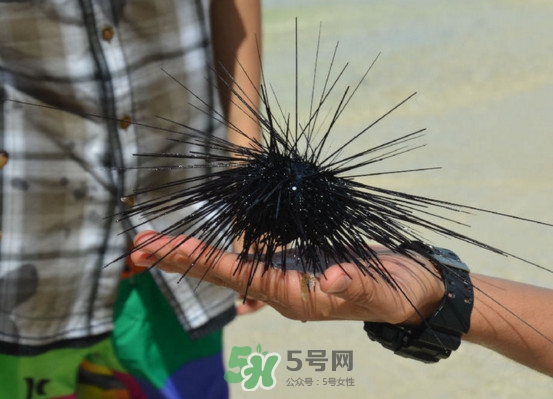 海膽是發(fā)物嗎？海膽是寒性的嗎
