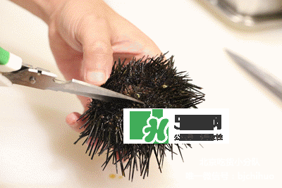 海膽怎么處理？海膽可以生吃嗎？