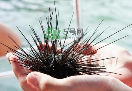 海膽有毒嗎？海膽有寄生蟲嗎